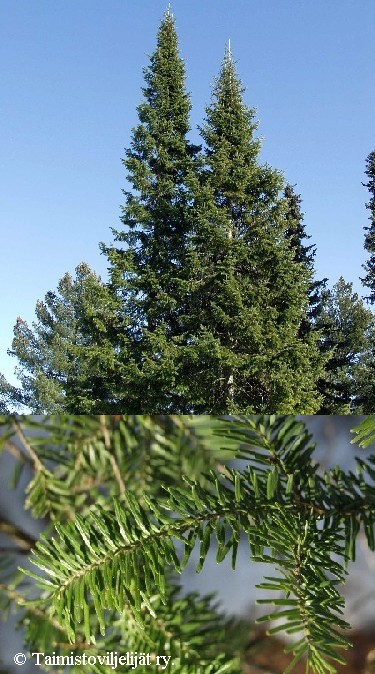 Abies balsamea